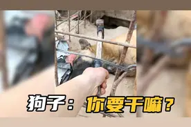 盘点我不是人，你是真的狗系列，美女路过跟狗无障碍吵架！视频封面