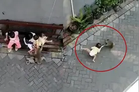 猴子骑车试图绑架小孩！市民拍下震惊一幕 驯兽师一举动引起公愤视频封面