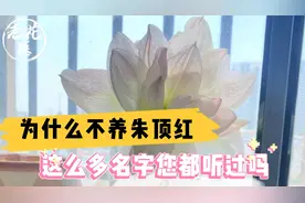 为什么不养朱顶红，这么多名字您都听过吗？朱顶红养护教学！视频封面