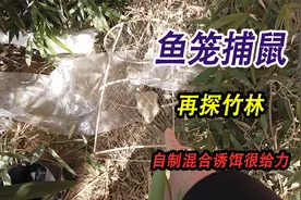 再探仓鼠出没神秘竹林，放置鱼笼充当捕鼠装置，自制混合诱饵给力