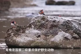 “双减”三分钟 | 走进自然——鸳鸯