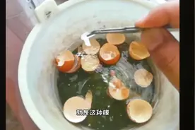 鸡蛋壳制肥养花好处多，少了这一步，放再多也没有效果视频封面
