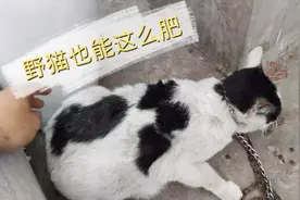 流浪猫肥的都走不动路了，性格凶猛不让碰，我一招就教它这么做猫