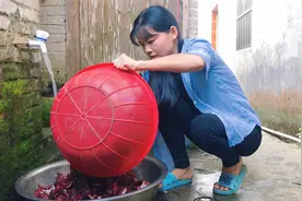 洛神花“植物红宝石”，酸甜可口，药用价值明显，补血能比阿胶！视频封面
