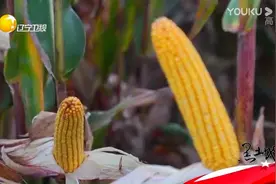 新品优质玉米种，棒大粒满没得挑视频封面