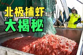 如何捕捞北极虾？海上捕虾工厂，捕捞加工一气呵成视频封面