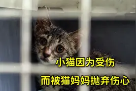 小猫因为受伤后，而被猫妈妈痛心抛弃，它每天都伤心难过视频封面