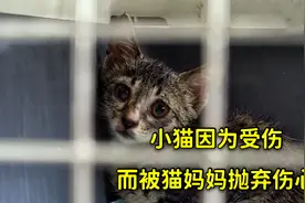 小猫因为受伤后，而被猫妈妈痛心抛弃，它每天都伤心难过视频封面