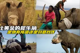 偷猎者太猖獗了，贵比黄金的犀牛角，是物有所值还是刻意炒作视频封面