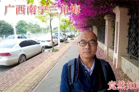 广西南宁市三角梅网红最佳打卡地就在青秀山后的青环路真是美哭了视频封面
