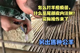 怎么打羊痘疫苗，什么是尾部皮内注射？实际操作来了视频封面