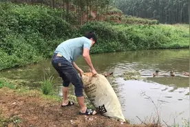 农人小哥：几十斤一袋的蚕粑粑，倒鱼塘里喂鱼，够吃几天了视频封面