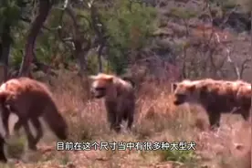 鬣狗家族四成员，猛犬能否与之一战。视频封面