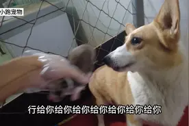 刚出生24小时的小奶狗，主人都碰都不行，网友：没见过这么护犊子