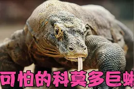 科莫多巨蜥被称为印尼国宝，战斗力惊人，任何生物都可成为大餐视频封面