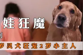 5岁金毛护2岁女宝，网红灵犬哈利，一言不合就呲牙视频封面