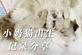 布偶猫出生记录，5个小时生6只猫  母爱伟大视频封面