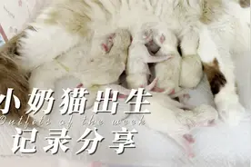 布偶猫出生记录，5个小时生6只猫  母爱伟大视频封面