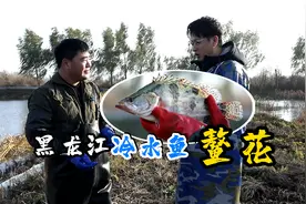 强烈推荐黑龙江冷水鱼——鳌花 老鲜老嫩老好吃了视频封面