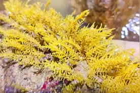 礁石上藤壶没人采都长毛了，海草海胆一大片，水洼里还有一窝鱼视频封面