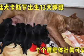猛犬卡斯罗出生13天终于睁眼，个个膘肥体壮真可爱，看有喜欢的吗
