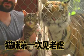 猫咪第一次看见大老虎，吓得眼睛大了一倍，舌头都收不回去了视频封面