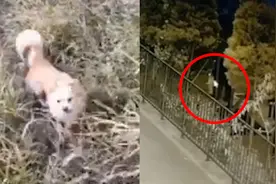 残忍！辽宁一七旬老人将狗活活吊死，狗主人：没想到他会干出这事视频封面