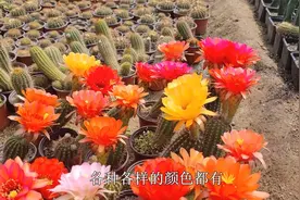 养仙人球想赏花，就要养勤花品种，只要“条件足”，就能四季开花视频封面