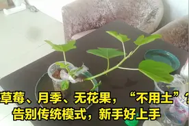 盆栽草莓、月季、无花果，“不用土”？告别传统模式，新手好上手视频封面