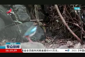 武宁首次发现国家二级保护动物仙八色鸫视频封面