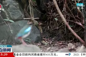 武宁首次发现国家二级保护动物仙八色鸫