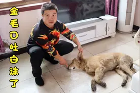 小虎对着金毛放了个臭屁，谁知竟把这傻狗崩的口吐白沫，可真可怜