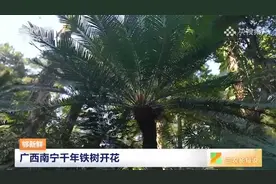 广西南宁千年铁树开花视频封面