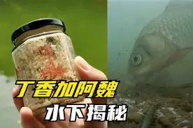 丁香加阿魏钓鱼效果实测，看看聚鱼最真实的状况，水下结果很明显视频封面