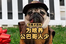 看完公巴哥这些“缺点”，你还敢养吗？视频封面