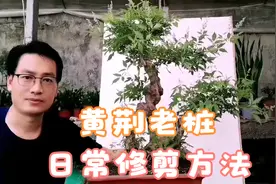 黄荆老桩的日常修剪方法，自己动手增添生活乐趣。视频封面