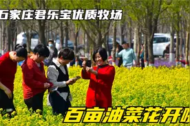 石家庄鹿泉君乐宝优质牧场，百亩油菜花开啦！金灿灿的花特别漂亮视频封面