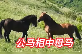 公马相中母马，急得马主满头大汗，结果很圆满！视频封面