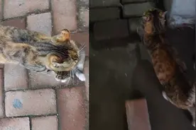 猫贩子！猫妈妈认错娃，不顾阻拦将另一母猫的崽叼回窝视频封面