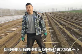 生姜种植全过程，小伙解析所有细节，生茬地种姜的新手不要错过视频封面
