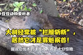 大树经常被“拦腰斩断”，居然它才是罪魁祸首！视频封面