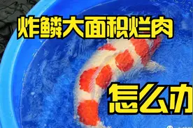 锦鲤鱼炸鳞大面积烂肉怎么办？治疗过程中不能急慢慢调理都能治好视频封面