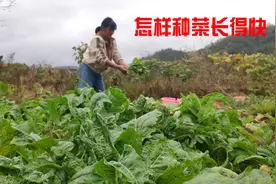 怎样种菜长得快，媳妇分享实用又轻松的方法，半个月就有鲜菜吃视频封面