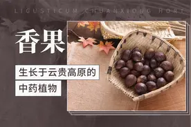 香果——一种药用价值显著的植物视频封面