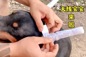 实拍狗狗立耳朵过程，真是难得一见的好狗，杜宾犬真帅！