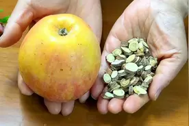 苹果搭配黄芪，，90岁奶奶做法真管用，腿脚有劲精神好，太实用了视频封面