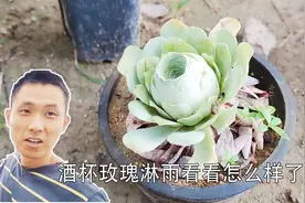 刚哥试验：用泥巴种玫瑰系多肉植物加淋雨会怎样？能不能活？视频封面
