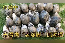 角螺有认识的吗？长得样子不像普通的海螺，当地人叫它“老婆脚”