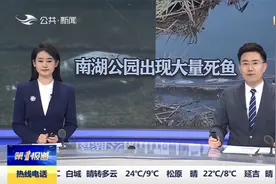 网传长春南湖公园湖面出现大量死鱼！记者的实地踏查视频封面
