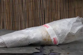 刚买回来的茉莉花，这样上盆服盆快，新芽长满枝！